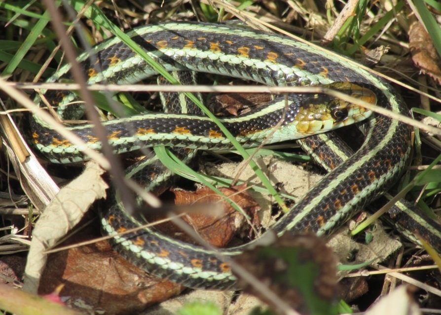 Red-spotted Garter Snake CZ Trail Crown Zellerbach Scappoose Bottoms scappoose columbia county northwest oregon