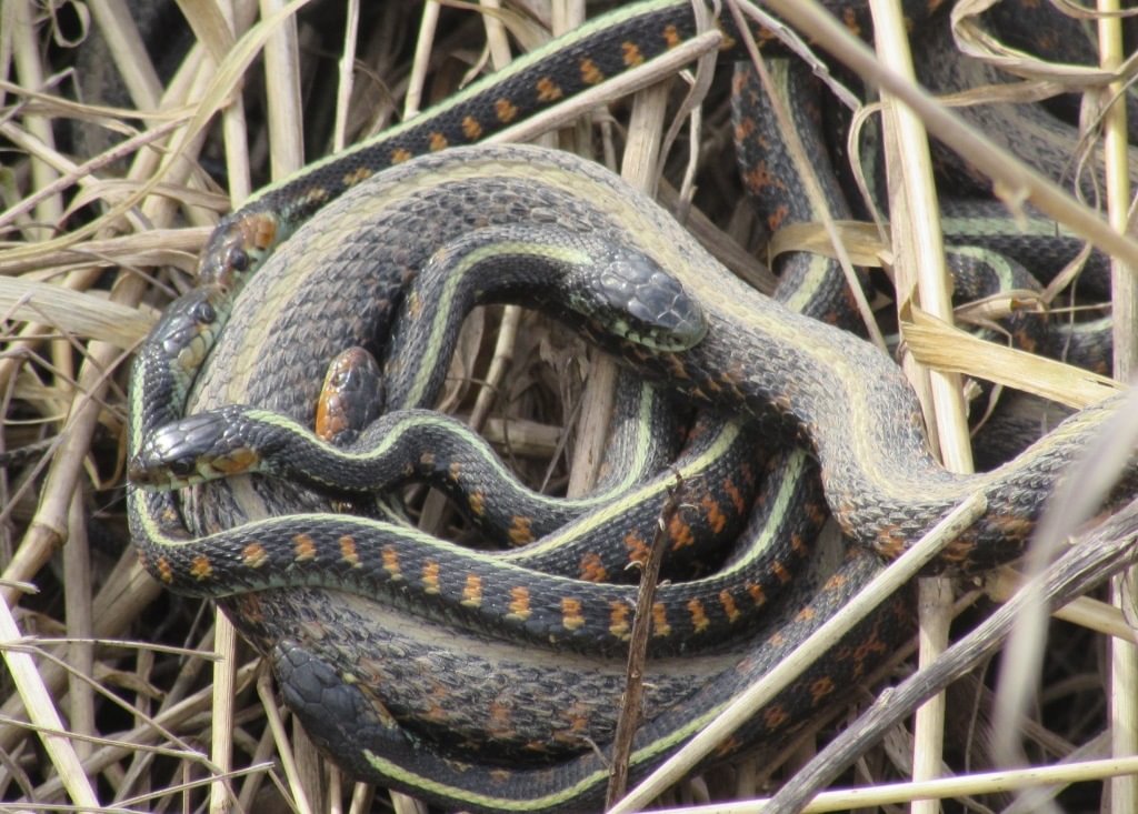 Red-spotted Garter Snakes CZ Trail Crown Zellerbach Scappoose Bottoms scappoose columbia county northwest oregon