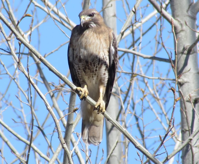 Red-tailed Hawk honeyman road birding dike road scappoose columbia county northwest oregon