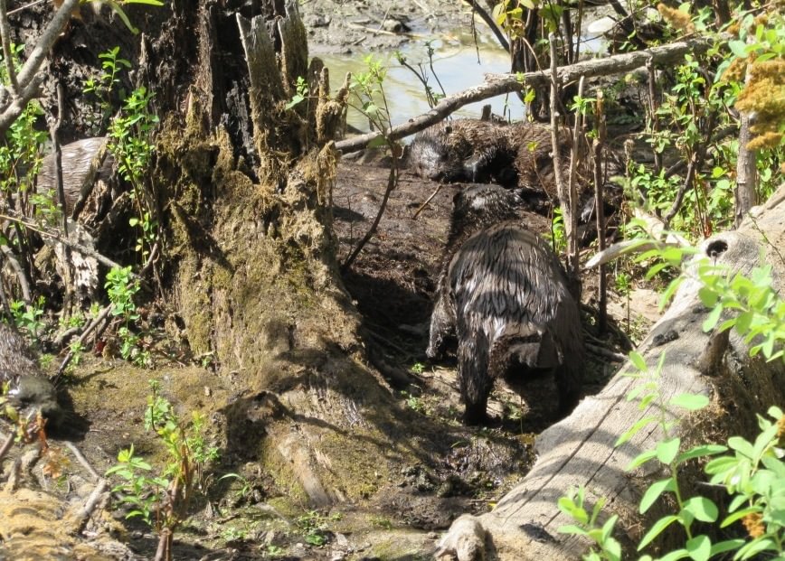River Otters CZ Trail Crown Zellerbach Scappoose Bottoms scappoose columbia county northwest oregon