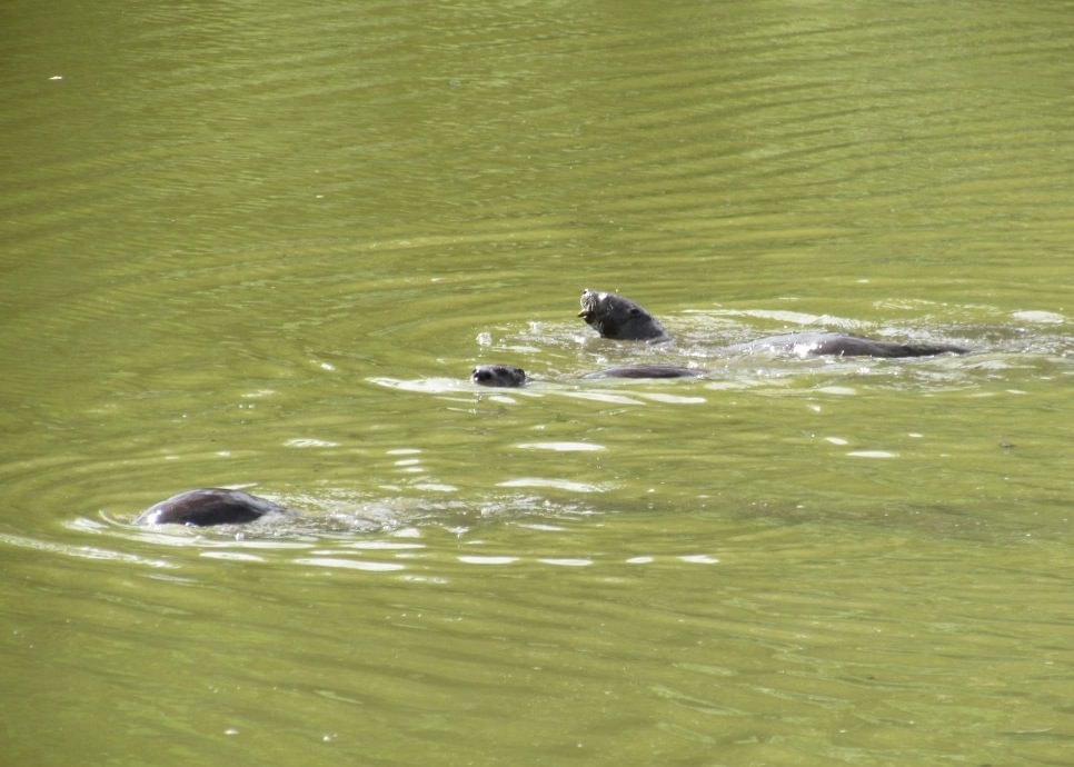 River Otters CZ Trail Crown Zellerbach Scappoose Bottoms scappoose columbia county northwest oregon