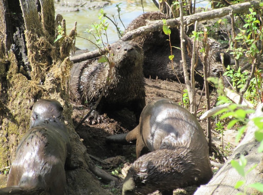 River Otters Matthew D'Agrosa CZ Trail Crown Zellerbach Scappoose Oregon