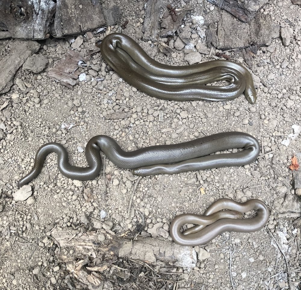 Northern Rubber Boas scappoose oregon Matthew Matt D'Agrosa Dutch Canyon