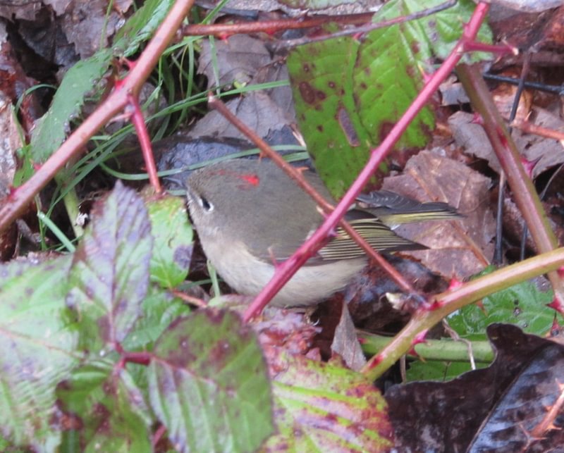 Ruby-crowned Kinglet CZ Trail Crown Zellerbach Scappoose Bottoms scappoose columbia county northwest oregon