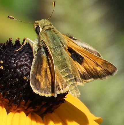Field Sachem Atalopedes campestris campestris columbia county northwest oregon