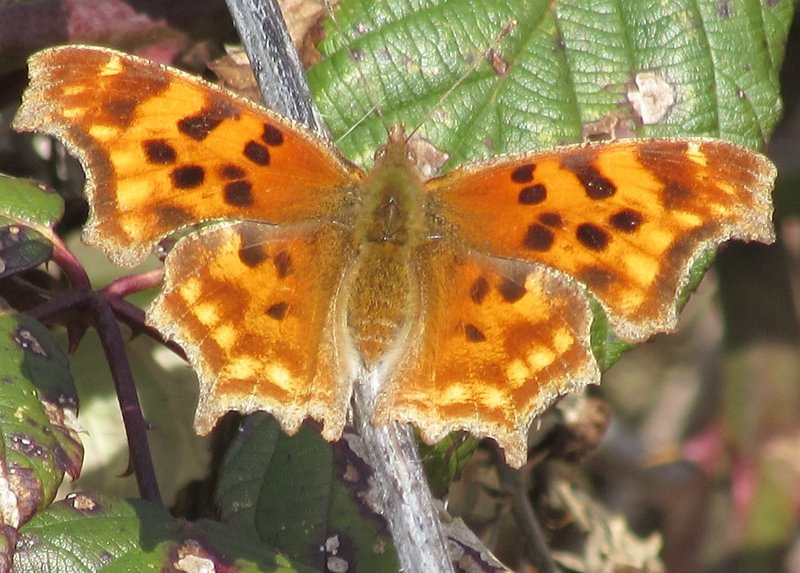 Satyr Comma Polygonia satyrus neomarsyas columbia county northwest oregon