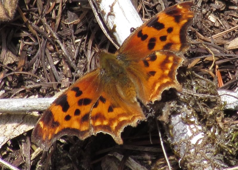 Satyr Comma Polygonia satyrus neomarsyas columbia county northwest oregon