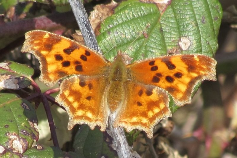 Satyr Comma CZ Trail Crown Zellerbach Scappoose Bottoms scappoose columbia county northwest oregon