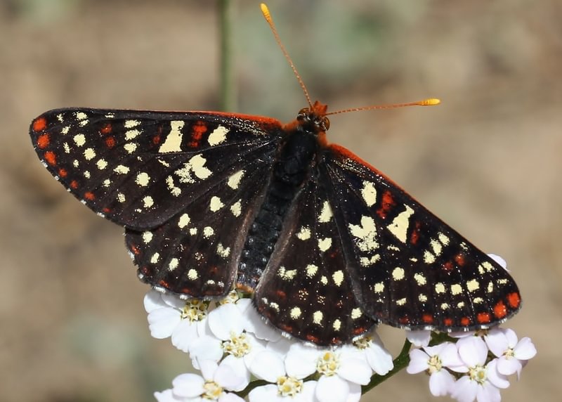 Snowberry Checkerspot Euphydryas colon columbia county northwest oregon