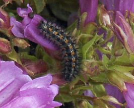 Snowberry Checkerspot Euphydryas colon larva caterpillar columbia county northwest oregon