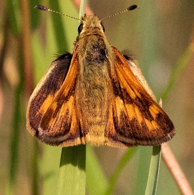 Sonoran Skipper Dog Star Polites sonora siris columbia county northwest oregon