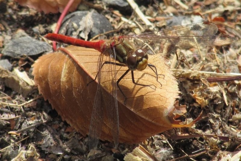Striped Meadowhawk CZ Trail Crown Zellerbach Scappoose Bottoms scappoose columbia county northwest oregon