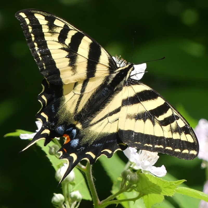 Western Tiger Swallowtail Papilio rutulus Butterflies of Columbia County Northwest Oregon
