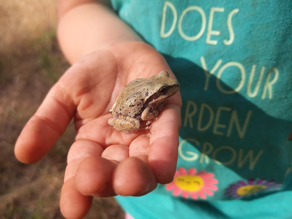 Northern Pacific Treefrog Sophia Hakim Rosey Scapoose-Vernonia oregon
