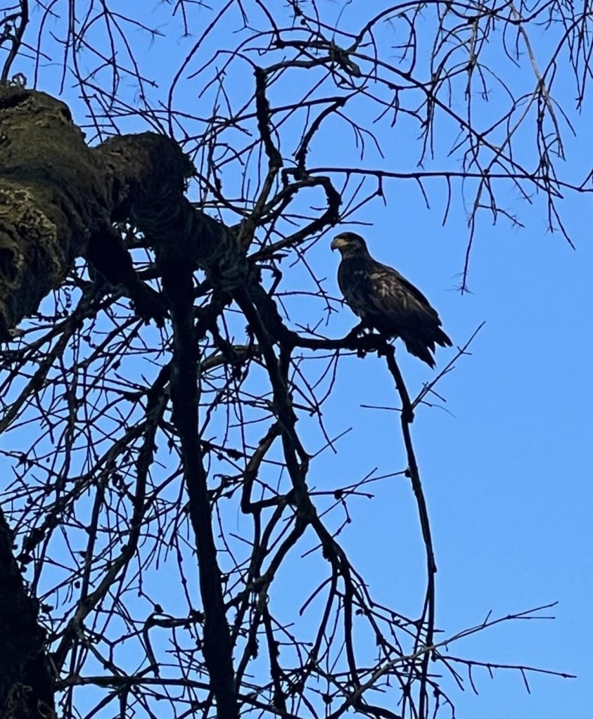 Bald Eagle Lucas Green Dalton Lake St. Helens oregon