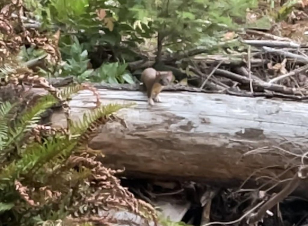 Long-tailed Weasel Lucas Green Liberty Hill St. Helens oregon