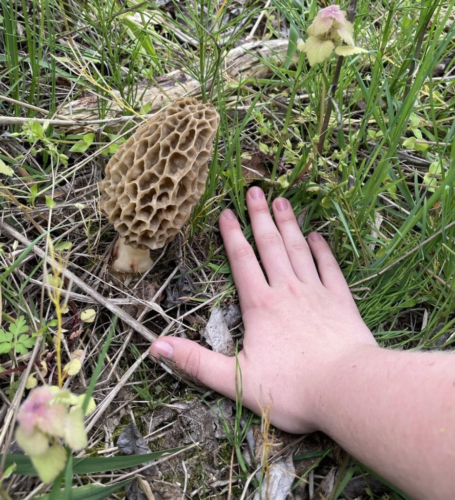 Morel Mushroom at Dalton Lake Lucas Green St. helens columbia county oregon
