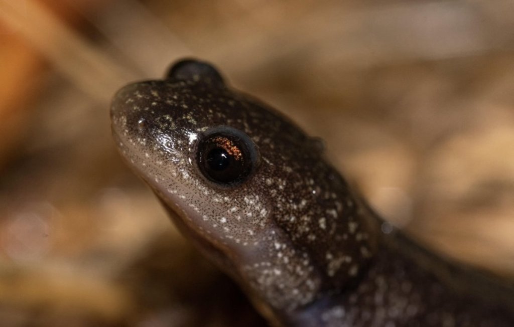 Western Long-toed Salamander Lucas Green St. Helens Oregon