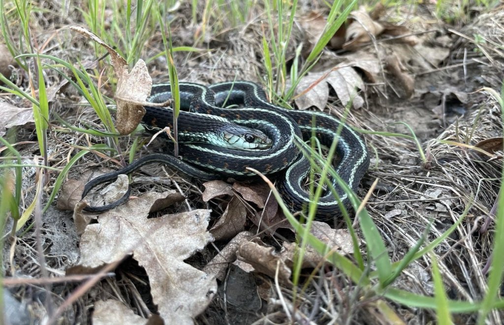 Red-spotted Garter Snake Lucas Green liberty Hill St. helens oregon