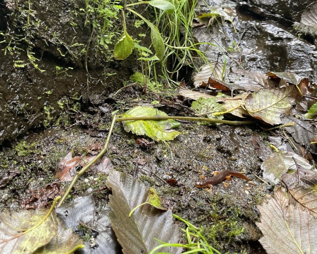 Columbia Torrent Salamander at Grayham Creek Lucas Green clatskanie oregon