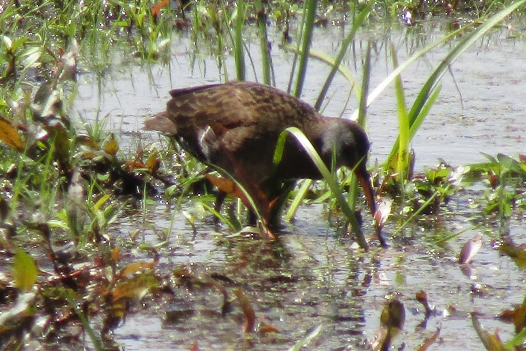Virginia Rail CZ Trail Crown Zellerbach Scappoose Bottoms scappoose columbia county northwest oregon