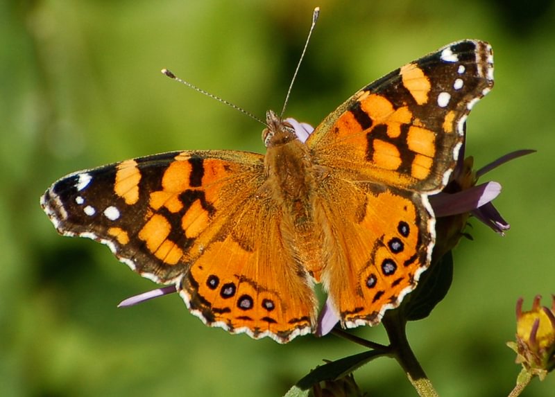 West Coast Lady Vanessa annabella columbia county northwest oregon