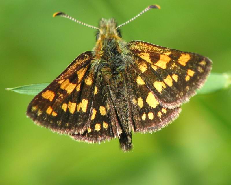 Western Arctic Skipper Carterocephalus skada columbia county northwest oregon