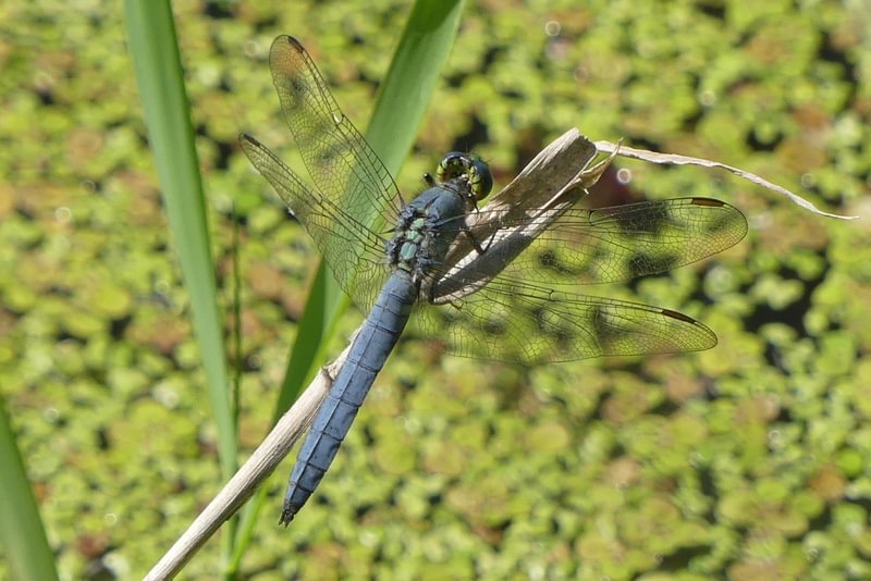 Western Pondhawk CZ Trail Crown Zellerbach Scappoose Bottoms scappoose columbia county northwest oregon