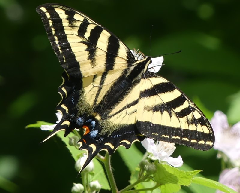 Western Tiger Swallowtail Papilio rutulus columbia county northwest oregon