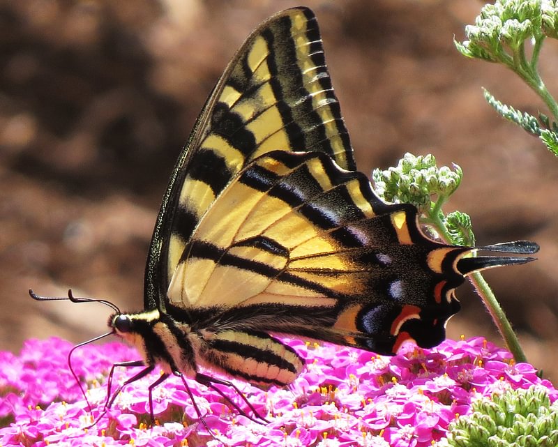 Western Tiger Swallowtail Papilio rutulus columbia county northwest oregon
