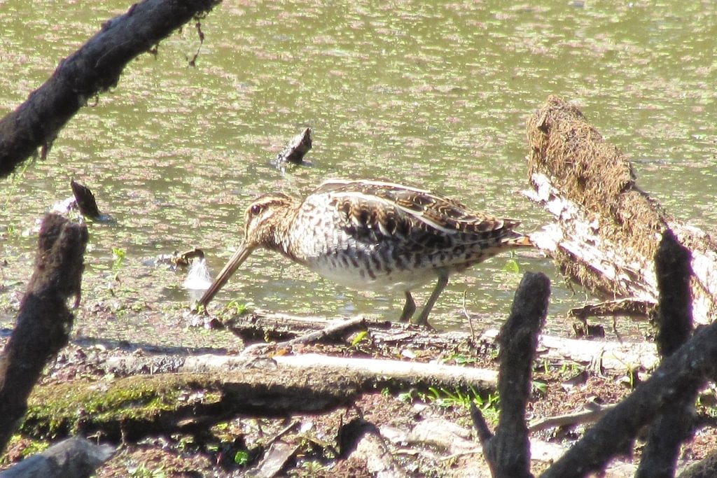 Wilson's Snipe CZ Trail Crown Zellerbach Scappoose Bottoms scappoose columbia county northwest oregon