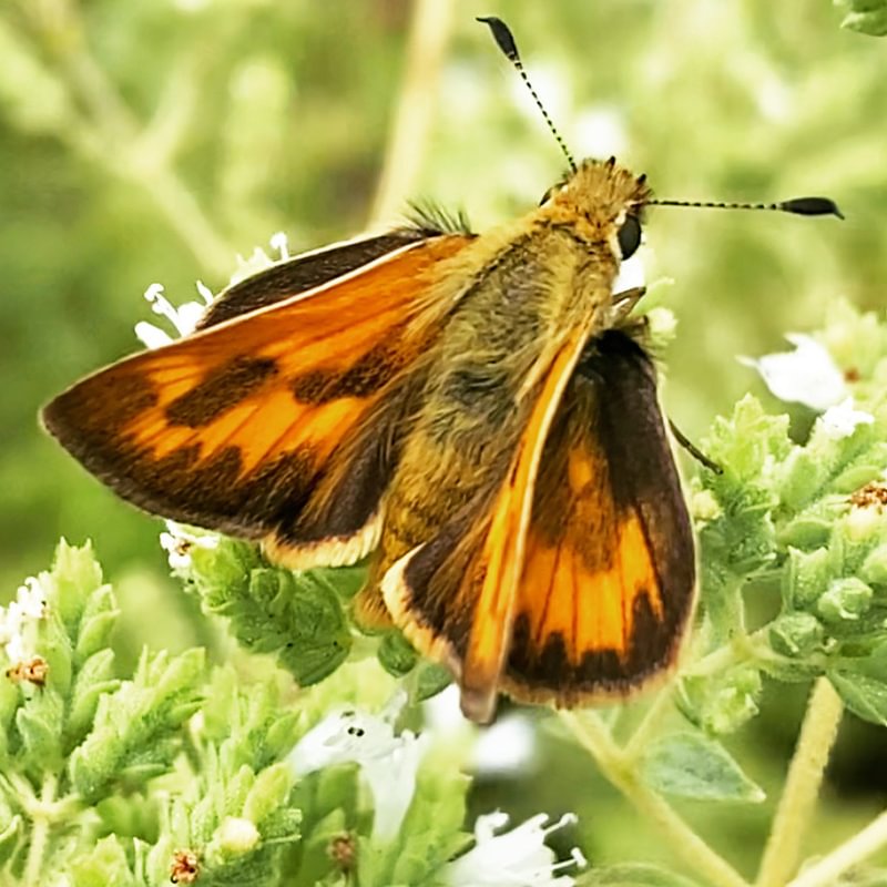 Woodland Skipper Ochlodes sylvanoides sylvanoides columbia county northwest oregon