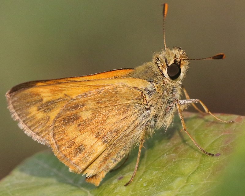 Woodland Skipper Ochlodes sylvanoides sylvanoides columbia county northwest oregon