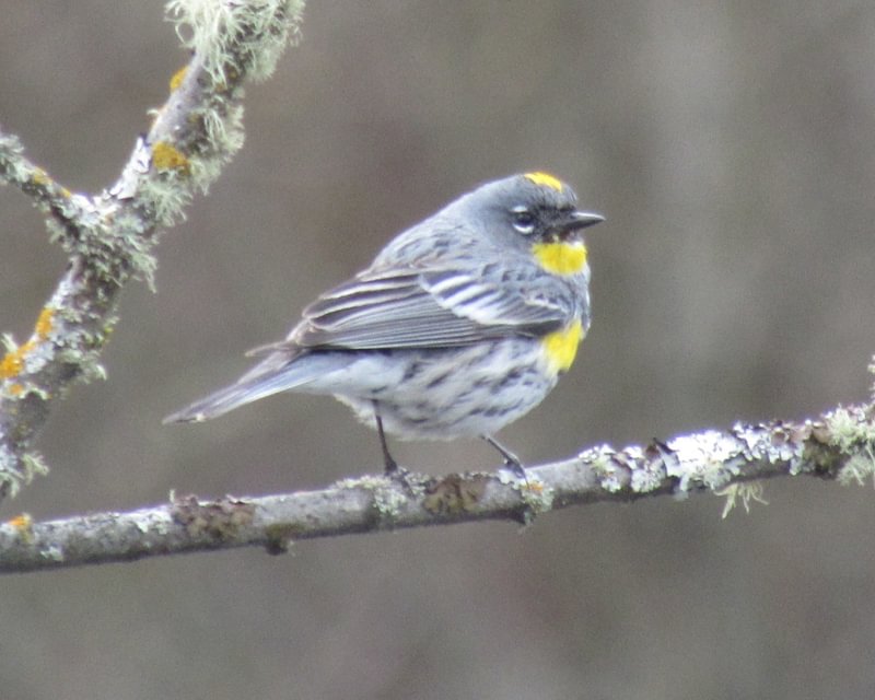 Yellow-rumped Warbler CZ Trail Crown Zellerbach Scappoose Bottoms scappoose columbia county northwest oregon