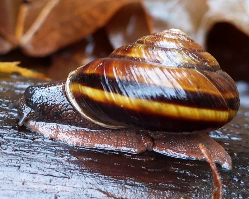 pacific sideband snail Jack Falls waterfall prescott rainier goble columbia county northwest oregon highway 30