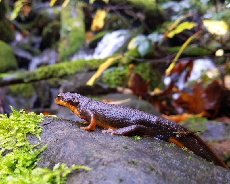 rough-skinned Newt Welter Cemetery Falls waterfall Neer Creek prescott goble rainier columbia county northwest oregon trojan park
