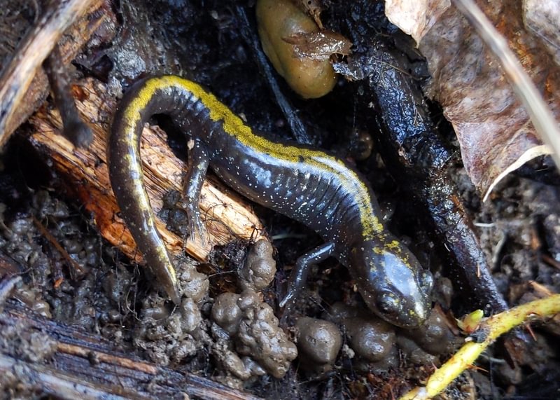 long-toed salamander dalton lake bike trail st. helens columbia city rutherford parkway oregon