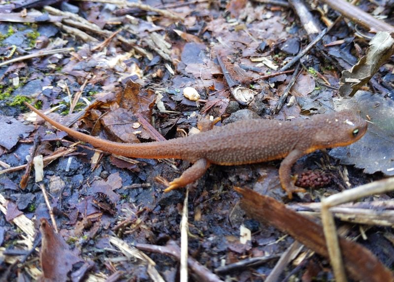 rough-skinned newt dalton lake bike trail st. helens columbia city rutherford parkway oregon