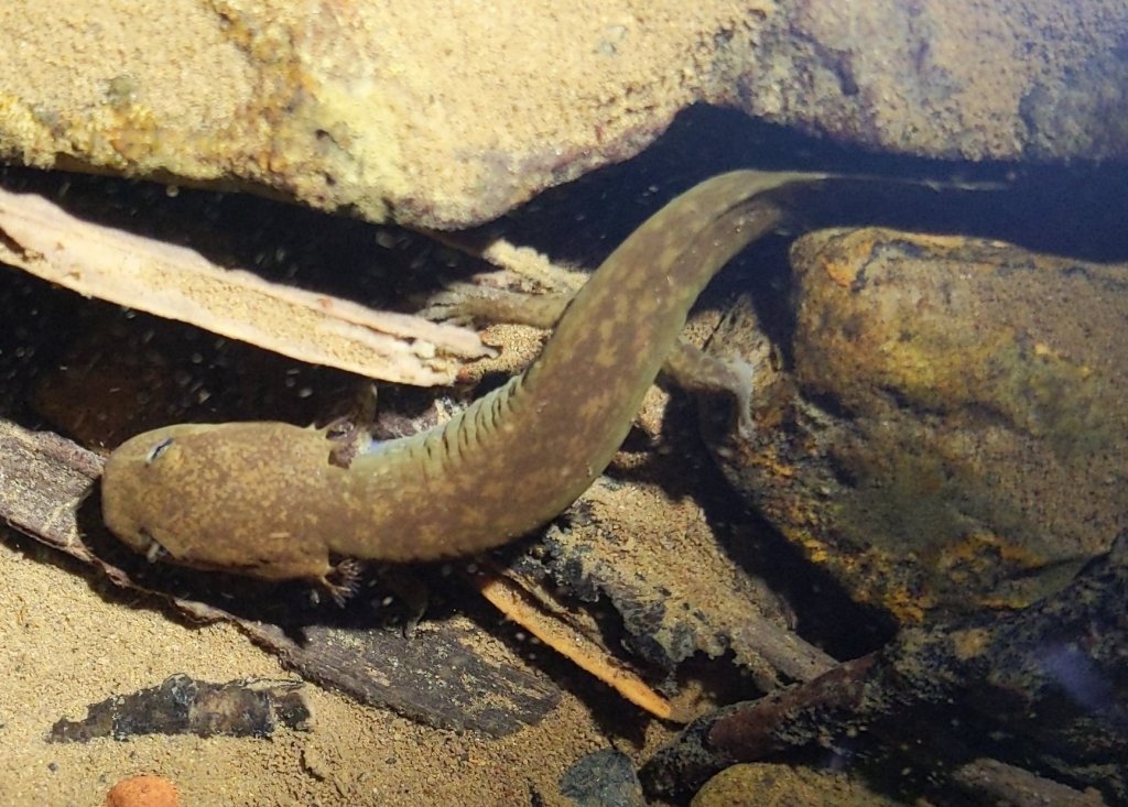 Cope's Giant Salamander Dicamptodon copei Lava Creek Falls waterfall apiary vernonia mist columbia county northwest oregon