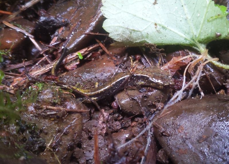 Dunn's Salamander clandestine falls north fork clatskanie river apiary delena clatskanie rainier columbia county northwest oregon