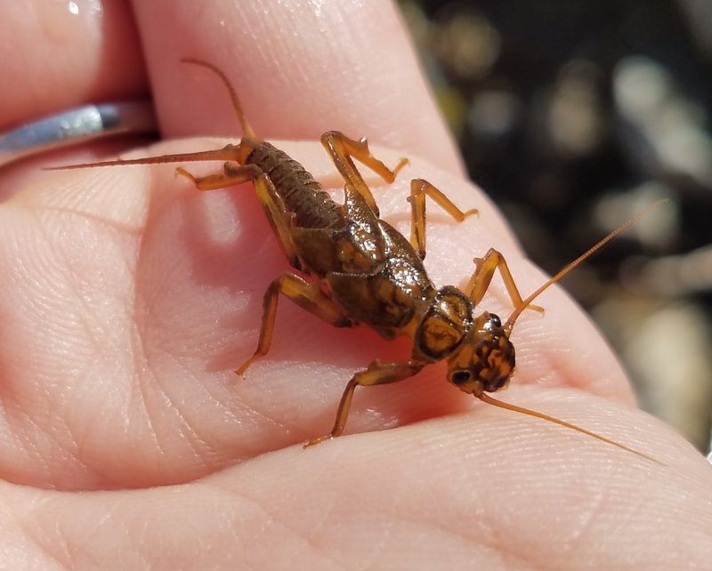 stonefly nymph Welter Cemetery Falls waterfall Neer Creek prescott goble rainier columbia county northwest oregon trojan park