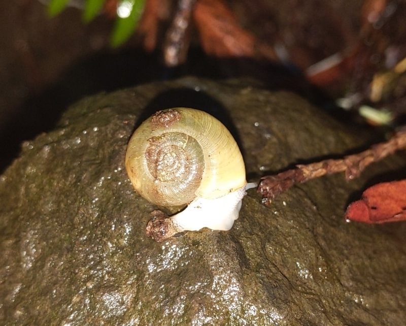beaded lancetooth Ancotrema sportella Keasey Falls waterfall Fall Creek Vernonia Columbia County northwest oregon