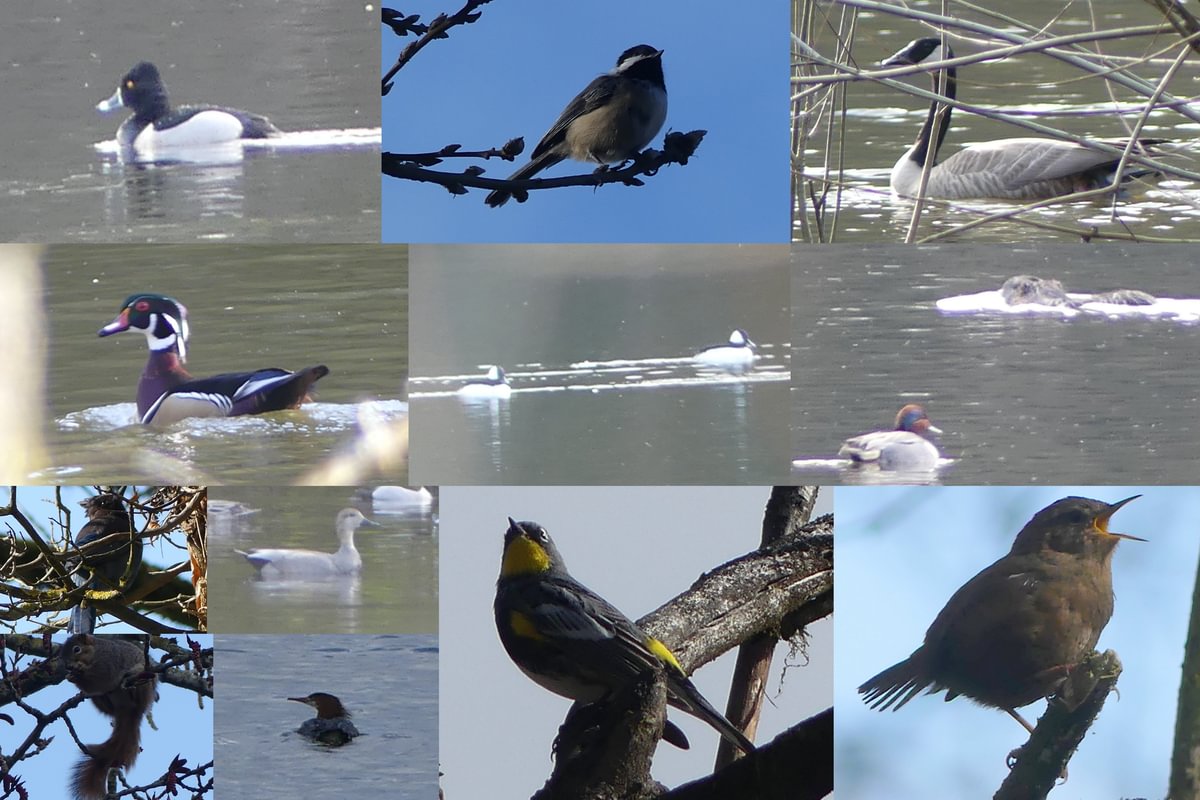 birds birding dalton lake bike trail st. helens columbia city rutherford parkway oregon