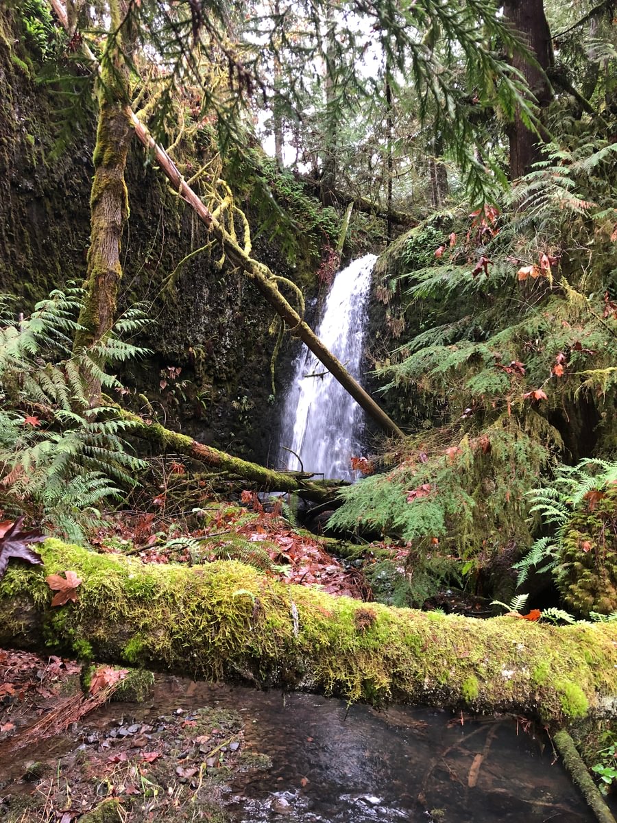 clandestine Falls waterfall north fork clatskanie river apiary delena columbia county northwest oregon