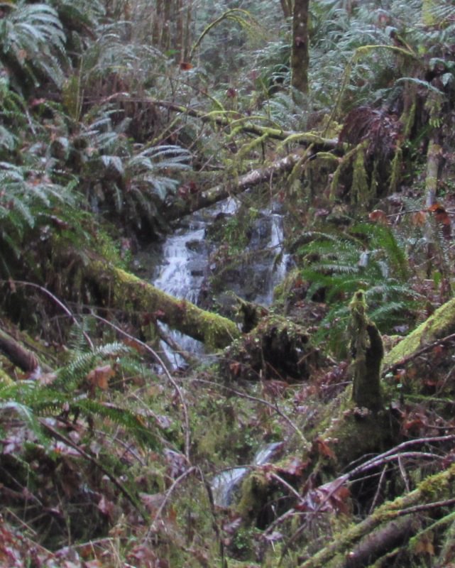Vernonia area waterfall near CZ Trail
