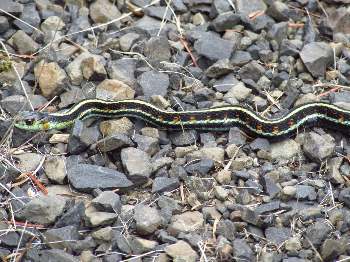 Red-spotted Garter Snake Lava Creek Falls waterfall apiary vernonia mist columbia county northwest oregon