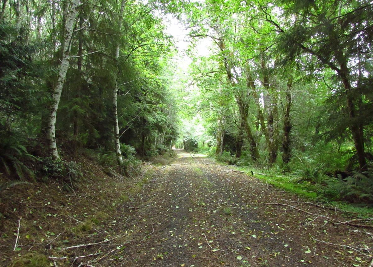 logging road Lava Creek Falls waterfall apiary vernonia mist columbia county northwest oregon