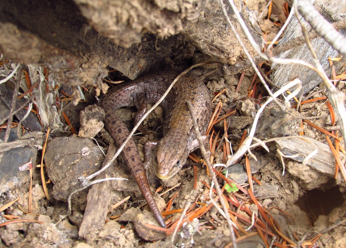 northern alligator lizard Lava Creek Falls waterfall apiary vernonia mist columbia county northwest oregon