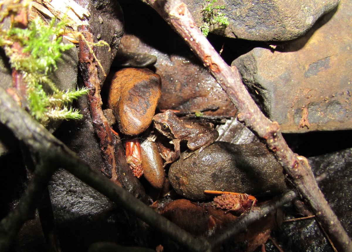 coast tailed frog Lava Creek Falls waterfall apiary vernonia mist columbia county northwest oregon