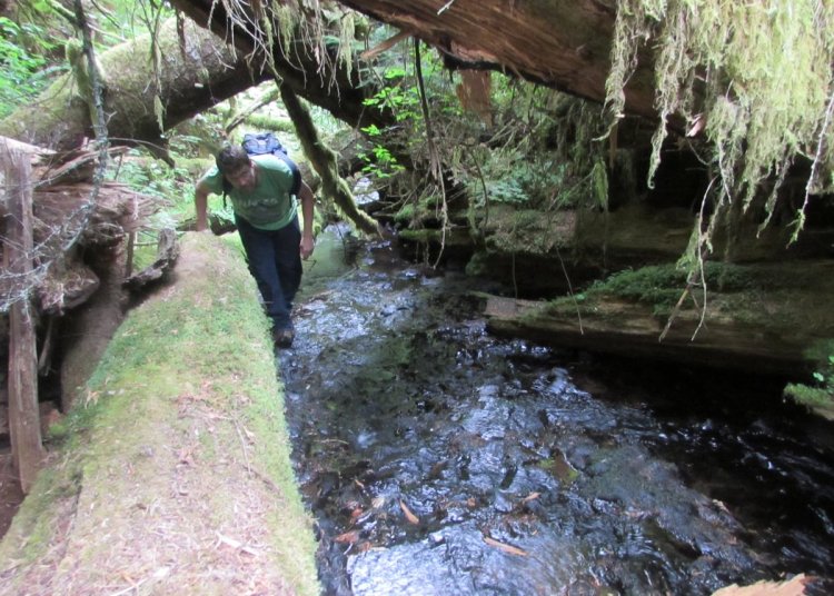 Lava Creek Falls waterfall apiary vernonia mist columbia county northwest oregon